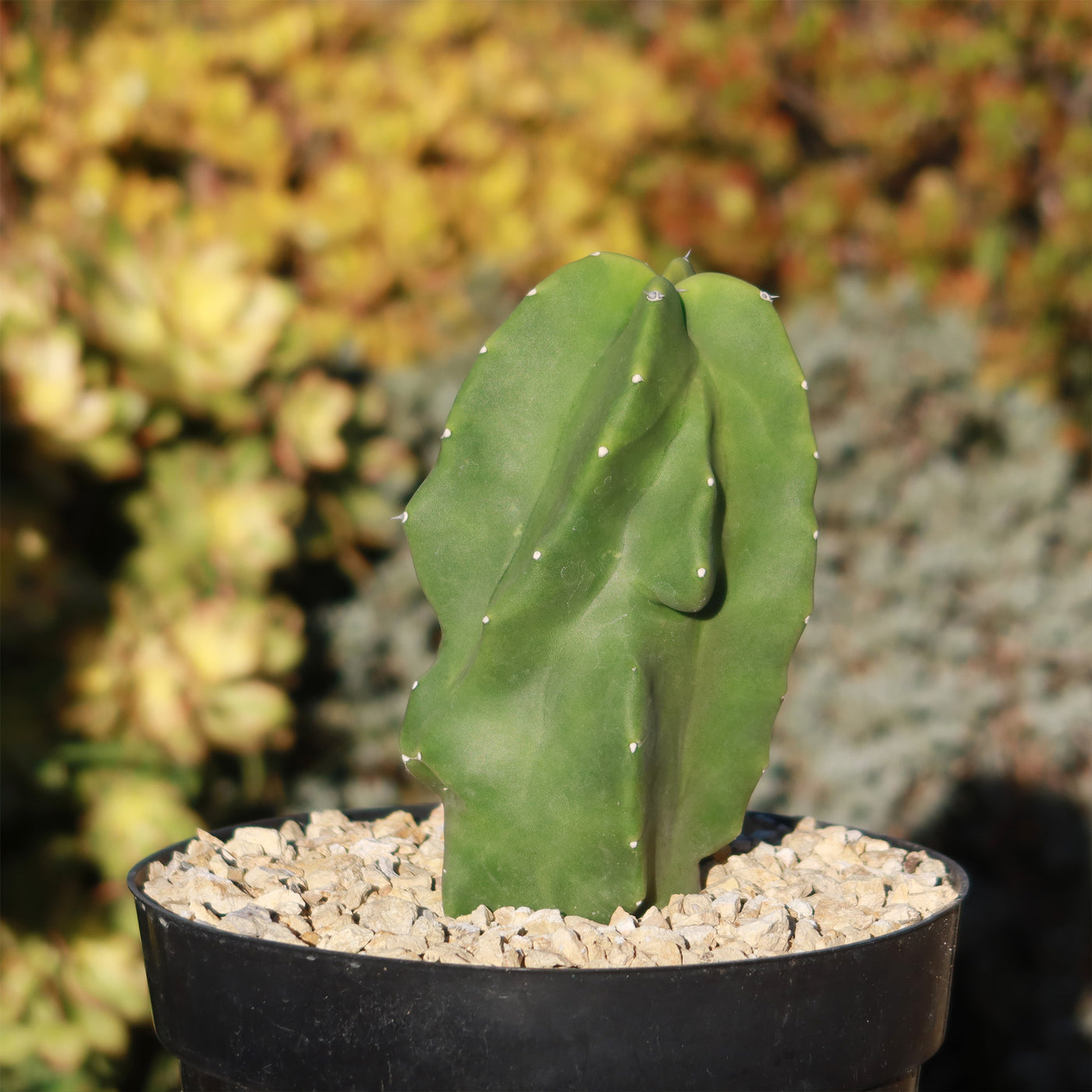 Rare Totem Pole Cactus： Everything You Need to Know for Thriving Growth