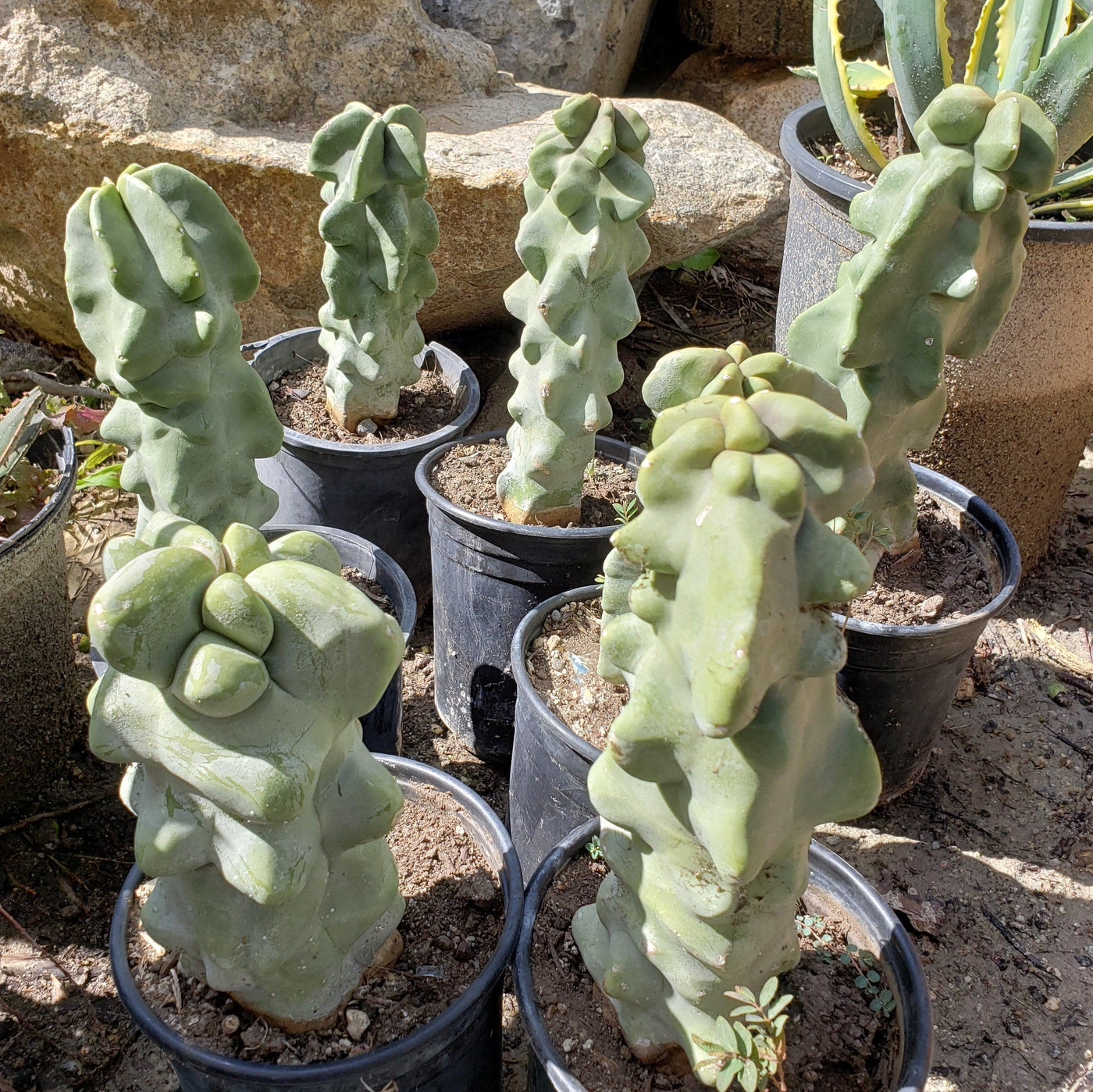 Rare Totem Pole Cactus： Everything You Need to Know for Thriving Growth