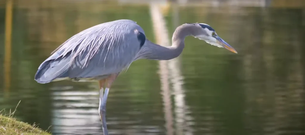 The Power of the Blue Heron Totem Animal: Patience, Wisdom, and Self-Reliance