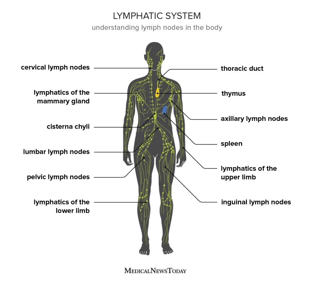 Anatomical Features of the Lymph Node: A Comprehensive Guide