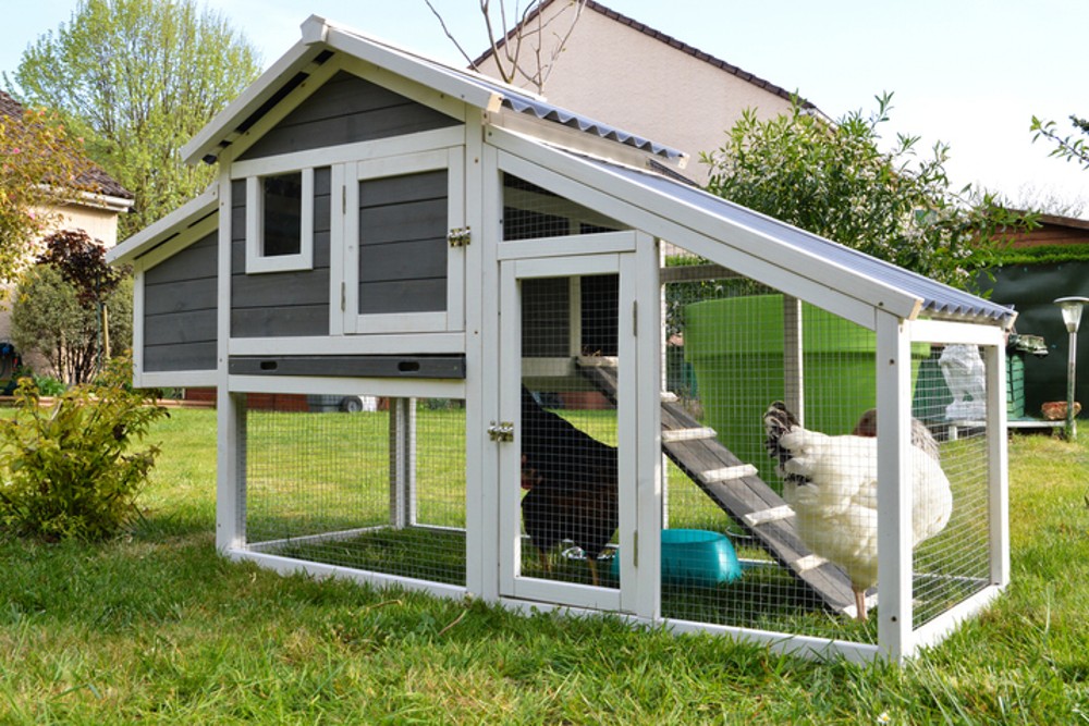 Best Chicken Coops and Runs: Secure and Spacious Solutions for Your Flock