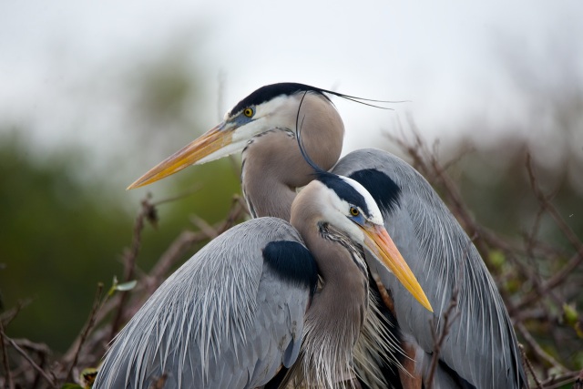 What Does the Blue Heron Totem Mean? Spiritual Symbolism and Key Traits Explained