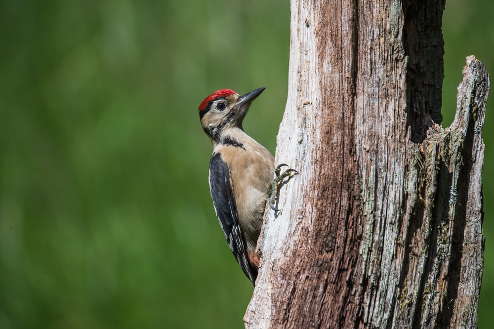 Woodpecker Totem Meaning: Symbolism, Spiritual Significance & Life Lessons