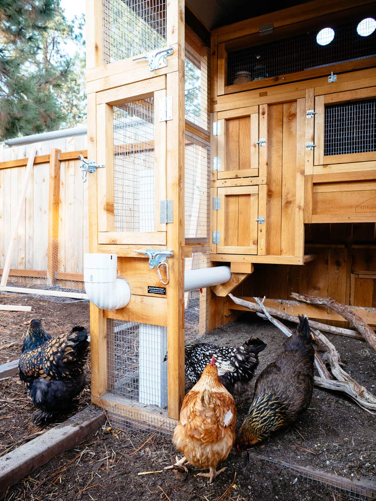 Unique Chicken Run Ideas to Keep Your Hens Happy and Protected