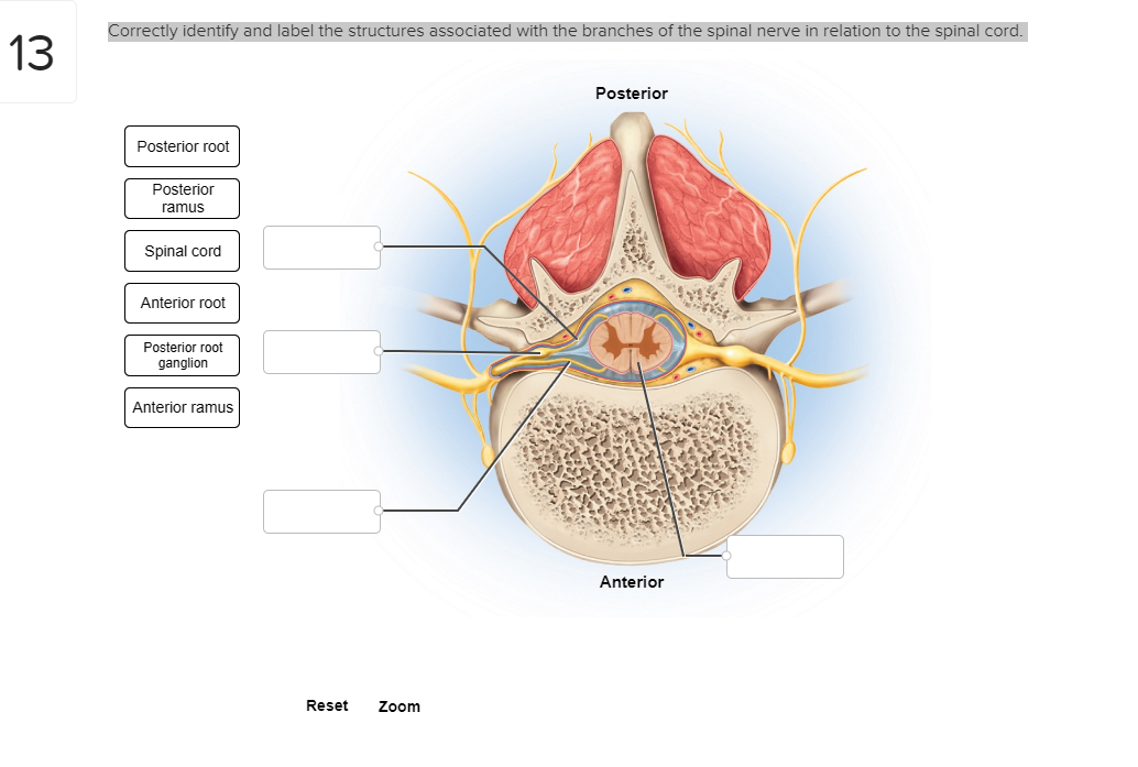 Learn How to Correctly Identify and Label Spinal Cord Anatomy