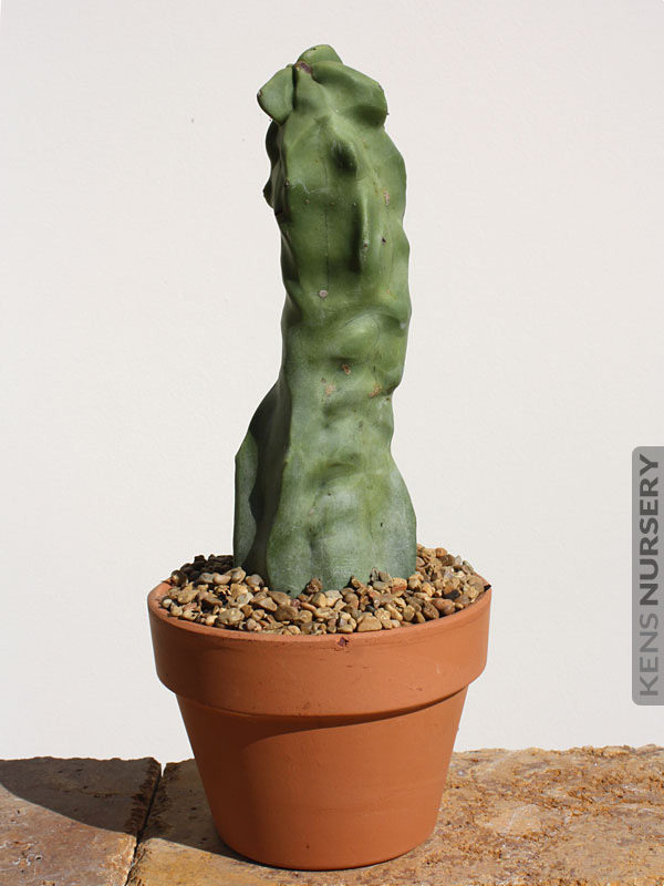 Purchase Totem Pole Cactus Online – Rare Lophocereus Schottii for Sale