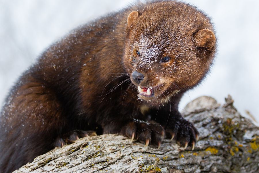 Fisher Cat Totem: Symbolism, Traits, and Cultural Significance