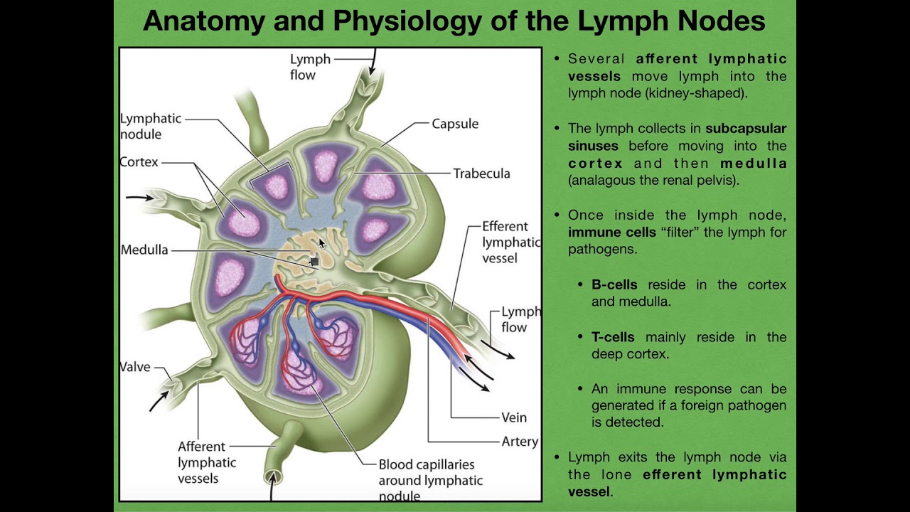 Anatomical Features of the Lymph Node: A Comprehensive Guide