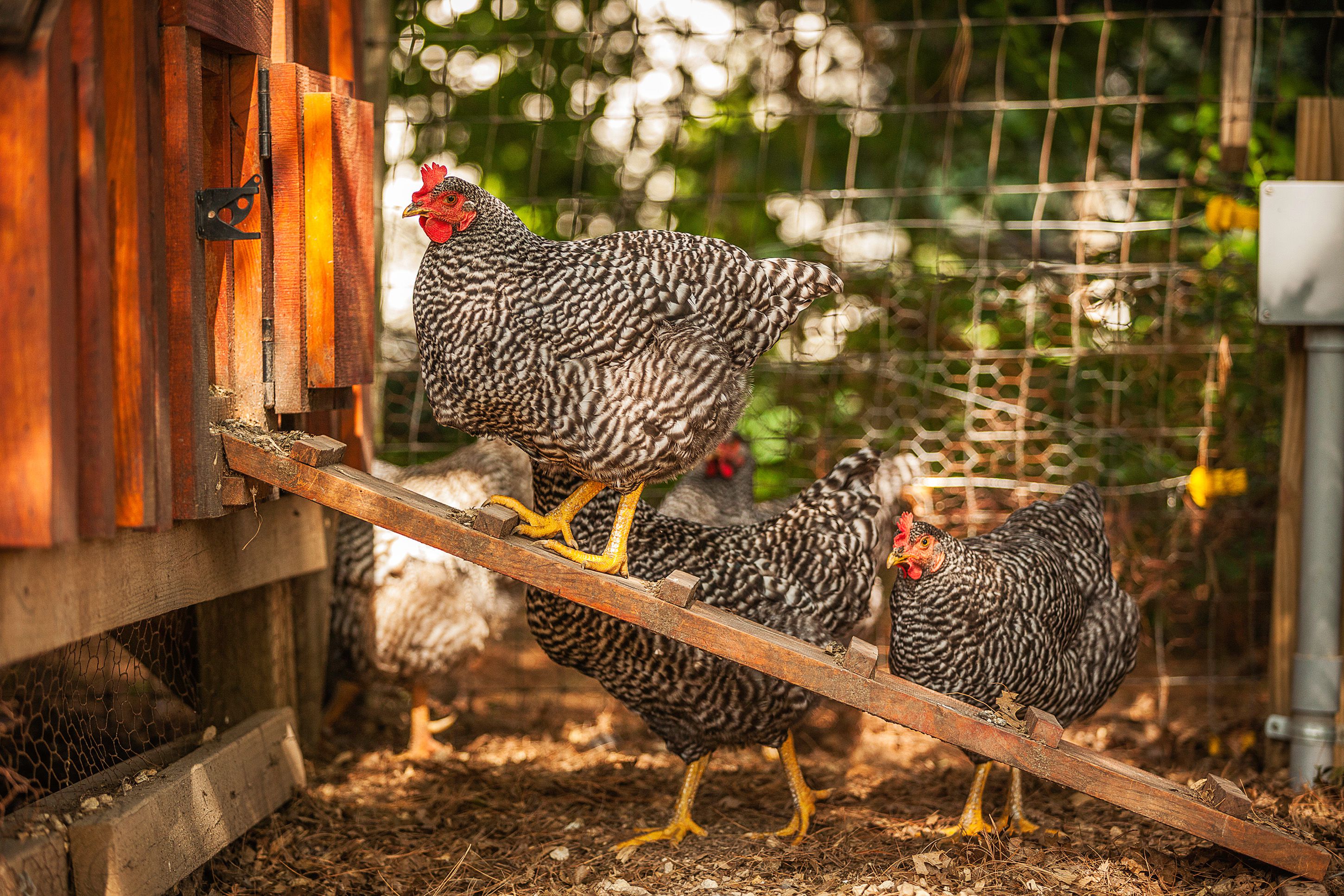 Unique Chicken Run Ideas to Keep Your Hens Happy and Protected