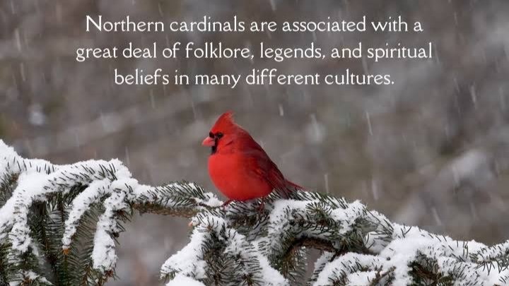 Cardinal Totem: Understanding Its Deep Meaning and Symbolism