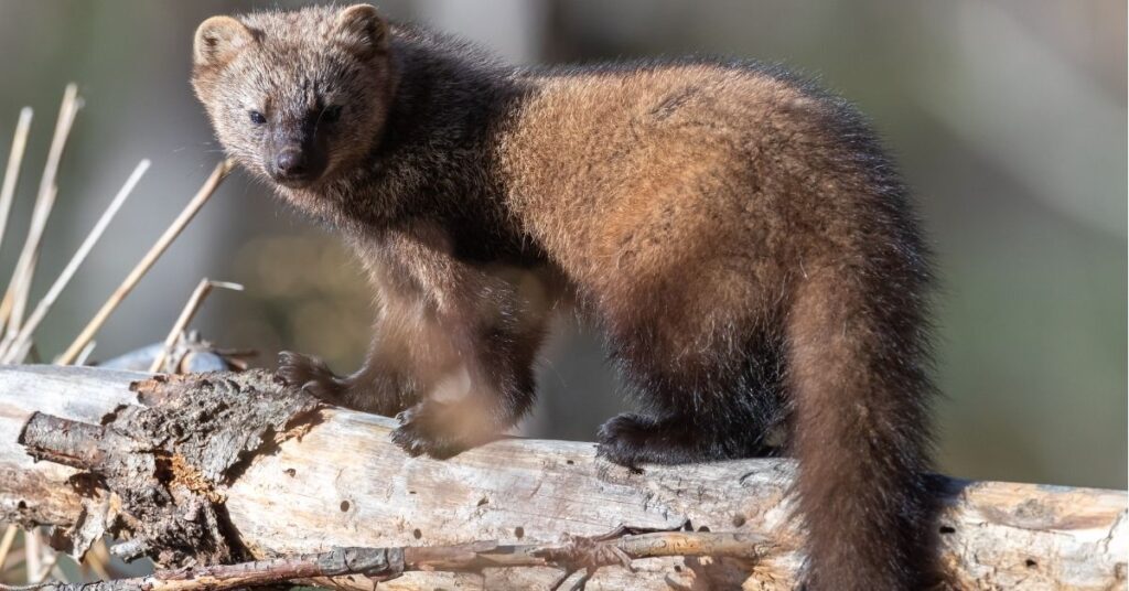 Fisher Cat Totem: Symbolism, Traits, and Cultural Significance