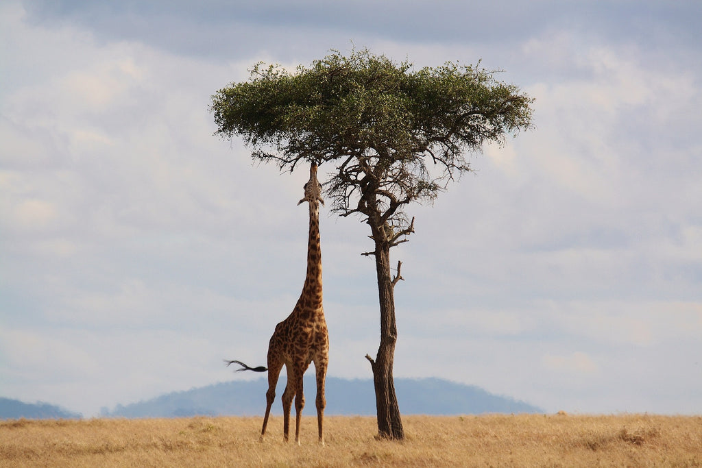 Giraffe Animal Totem: Unlocking Its Grace and Spiritual Insights