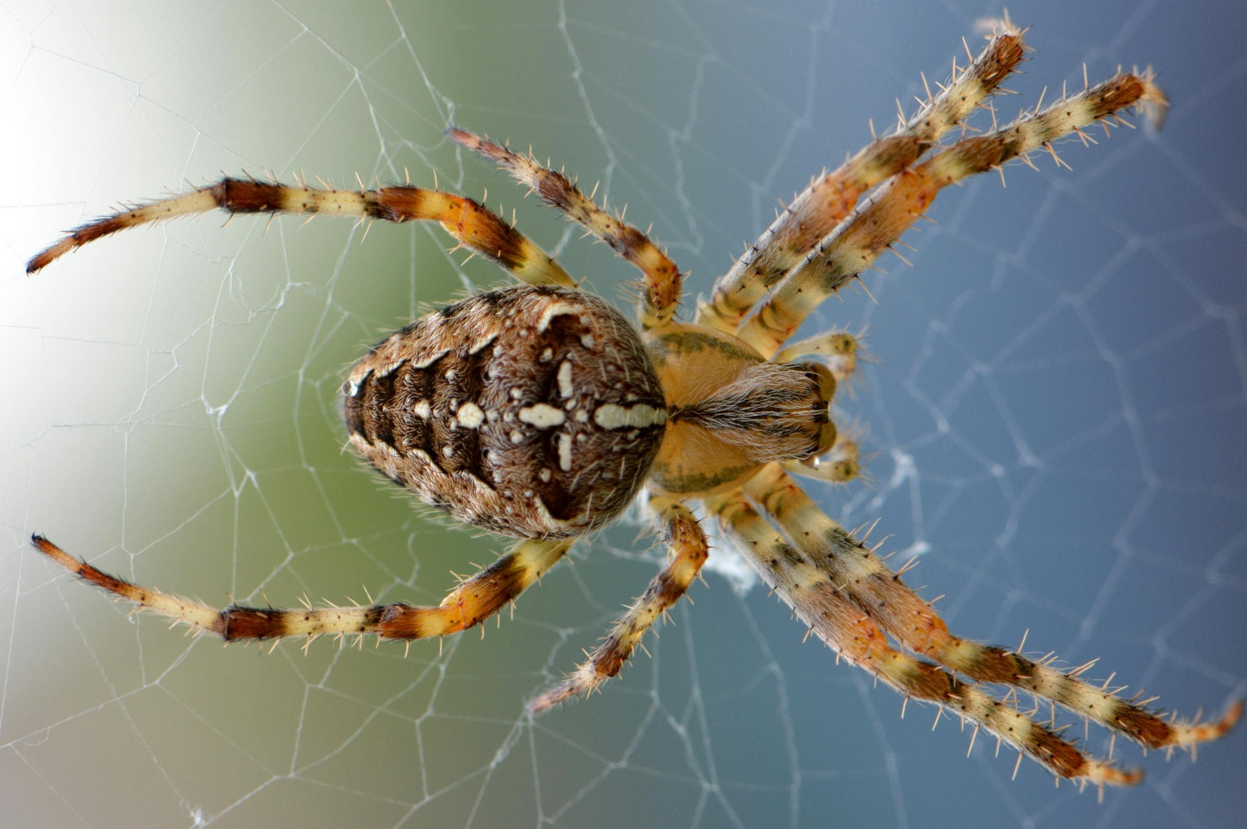 Exploring the Spider Spirit Animal Totem: Transformation and Life's Web