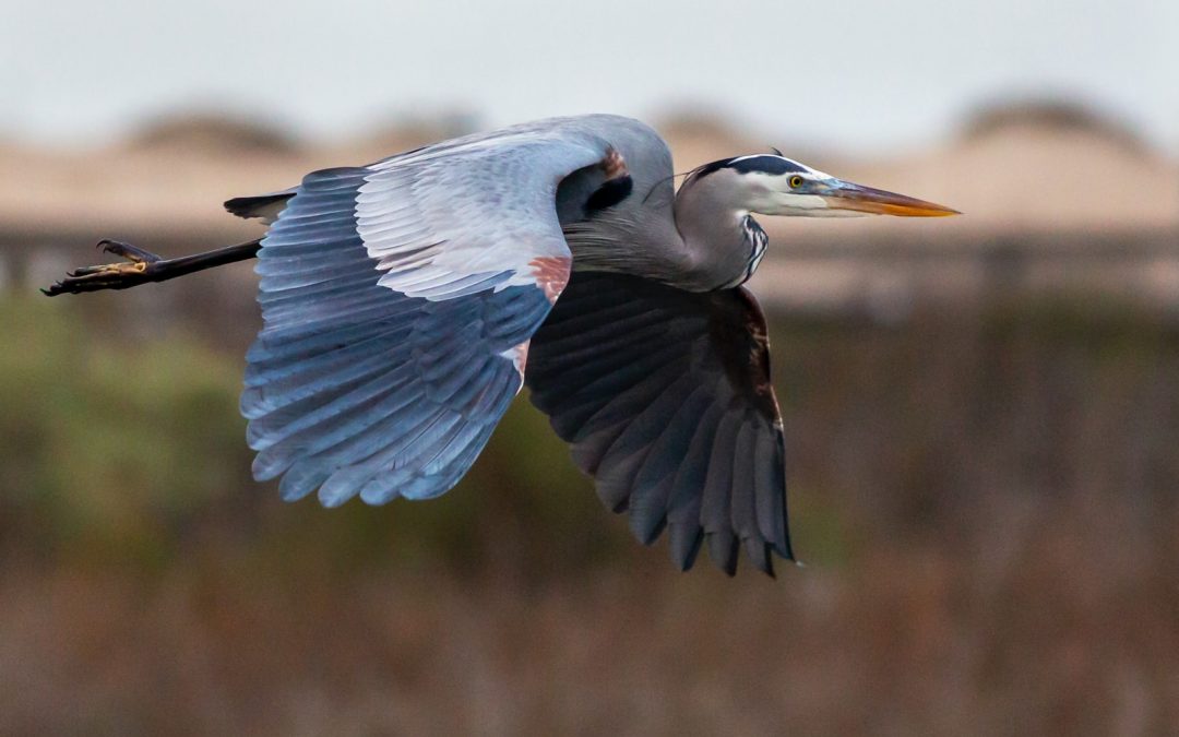 Discover the Power of the Blue Heron Animal Totem: A Guide