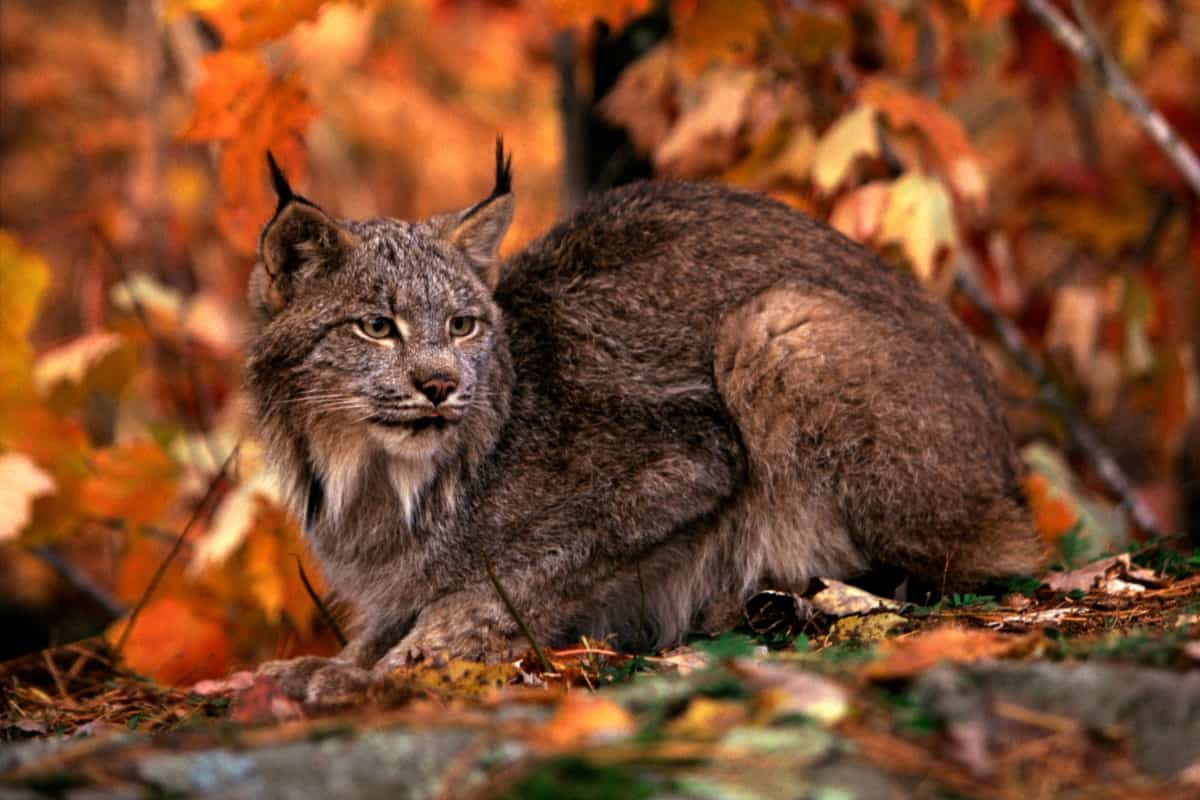 Bobcat Animal Totem: Unveiling Its Power and Wisdom