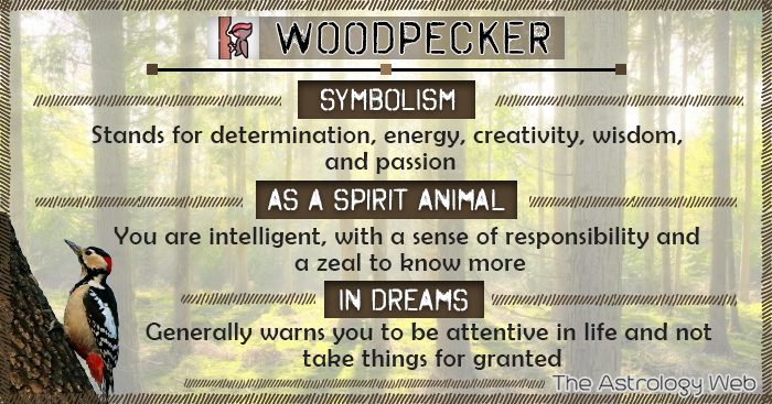 Woodpecker Animal Totem: Symbolism, Meaning, and Opportunities