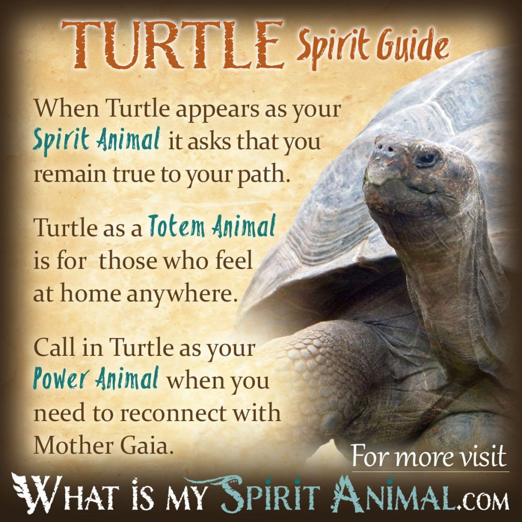 Embrace the Turtle Spirit: Totem Meaning and Symbolism