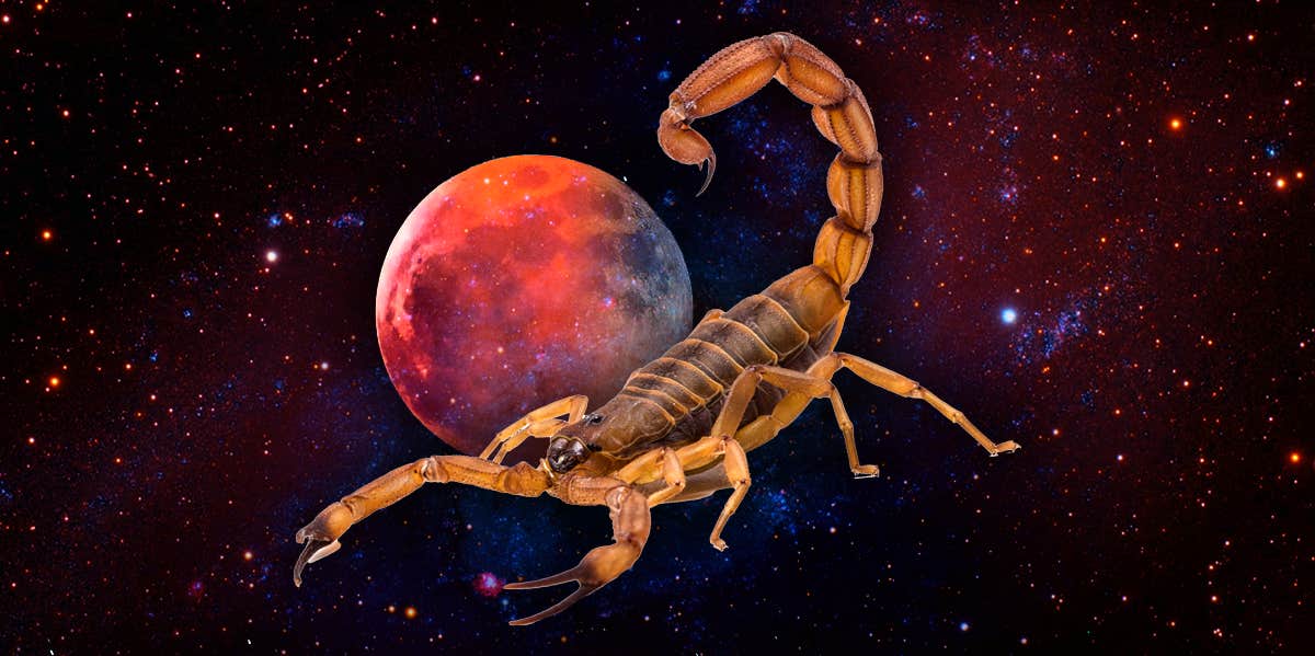 The Spiritual Significance of Scorpio Animal Totems and Their Transformative Energy