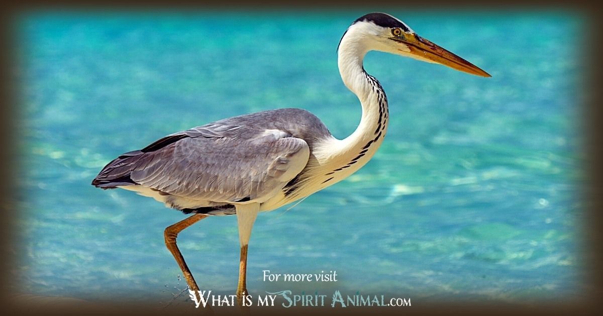 Discover the Power of the Blue Heron Animal Totem: A Guide