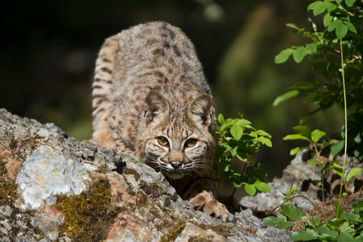 Bobcat Animal Totem: Unveiling Its Power and Wisdom