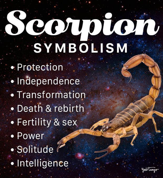 The Spiritual Significance of Scorpio Animal Totems and Their Transformative Energy