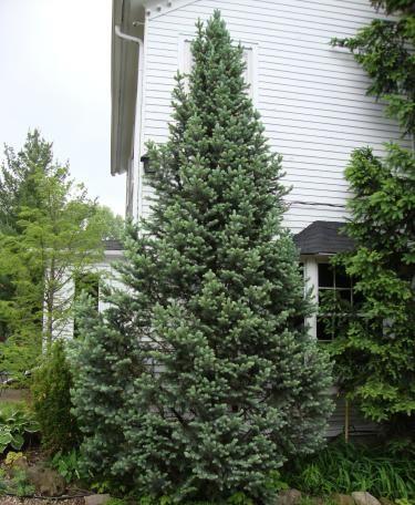 Blue Totem Spruce Tree: A Stunning Choice for Your Landscape