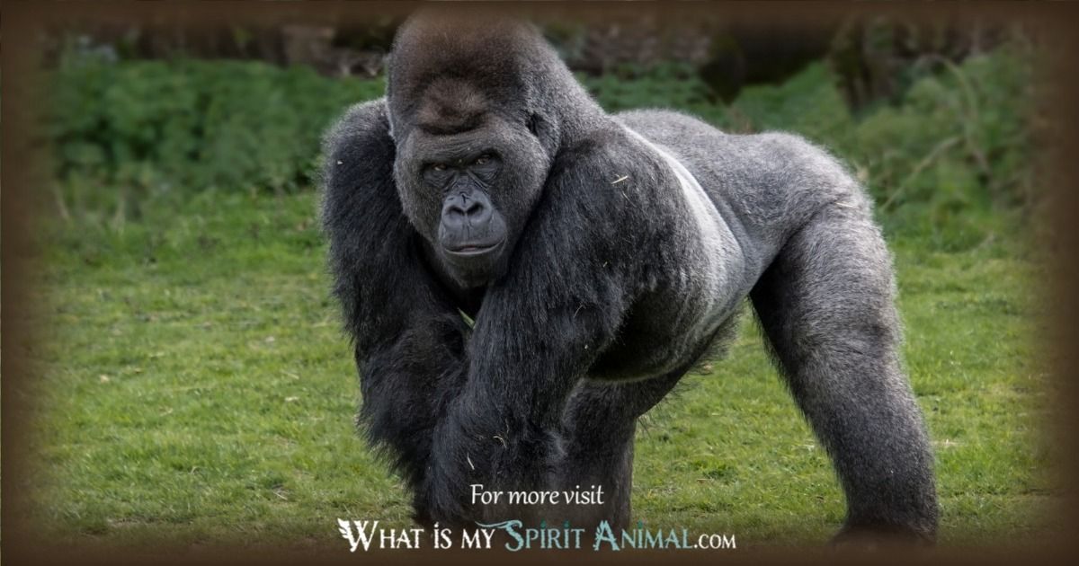 Gorilla Totem Spirit Animal: Unveiling the Power and Wisdom