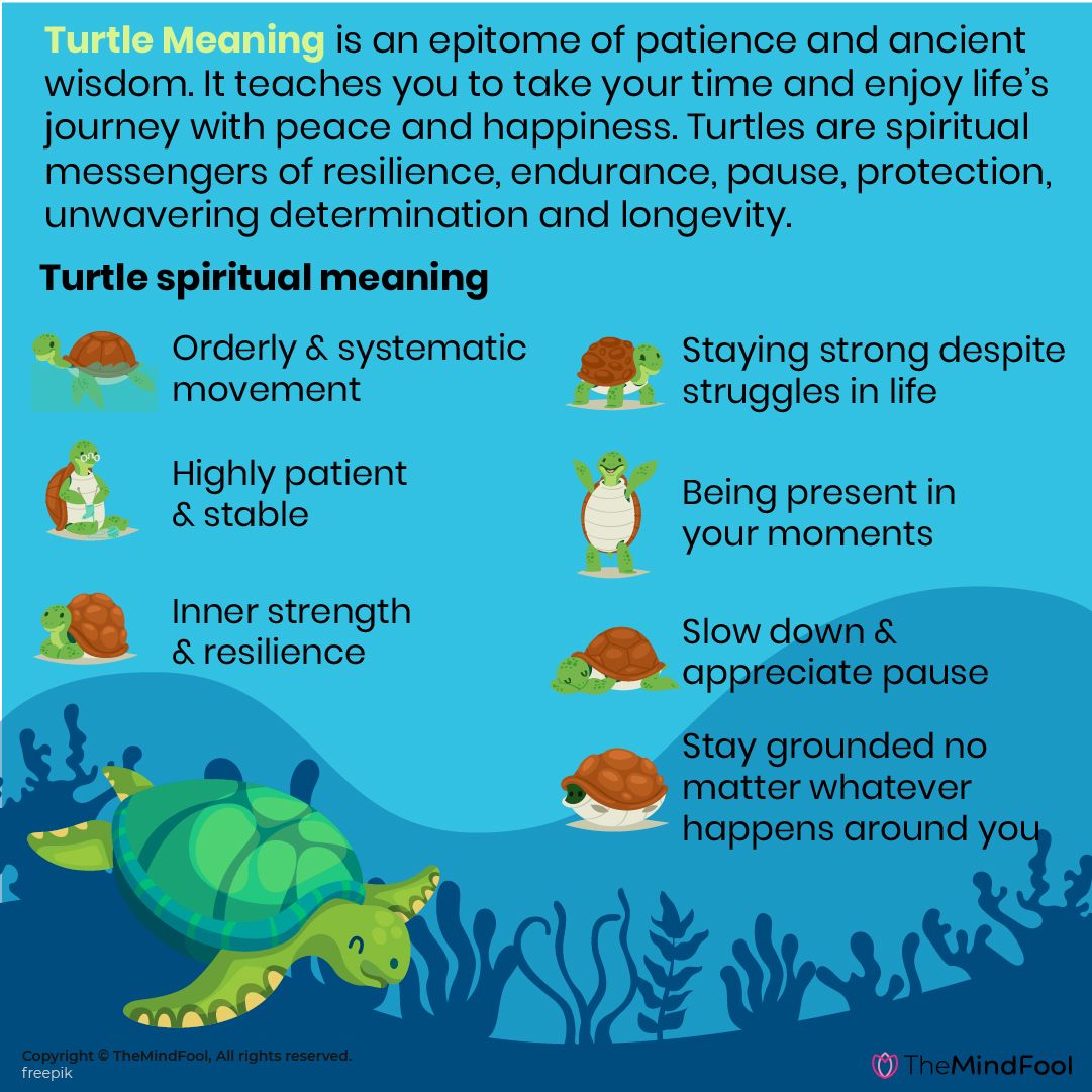 Turtle Totem Meaning: Symbol of Wisdom, Longevity, and Protection