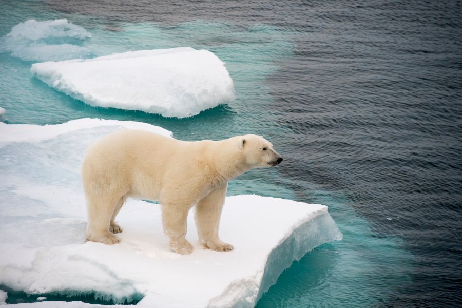 Polar Bear Spirit Animal: A Totem of Endurance, Protection, and Courage