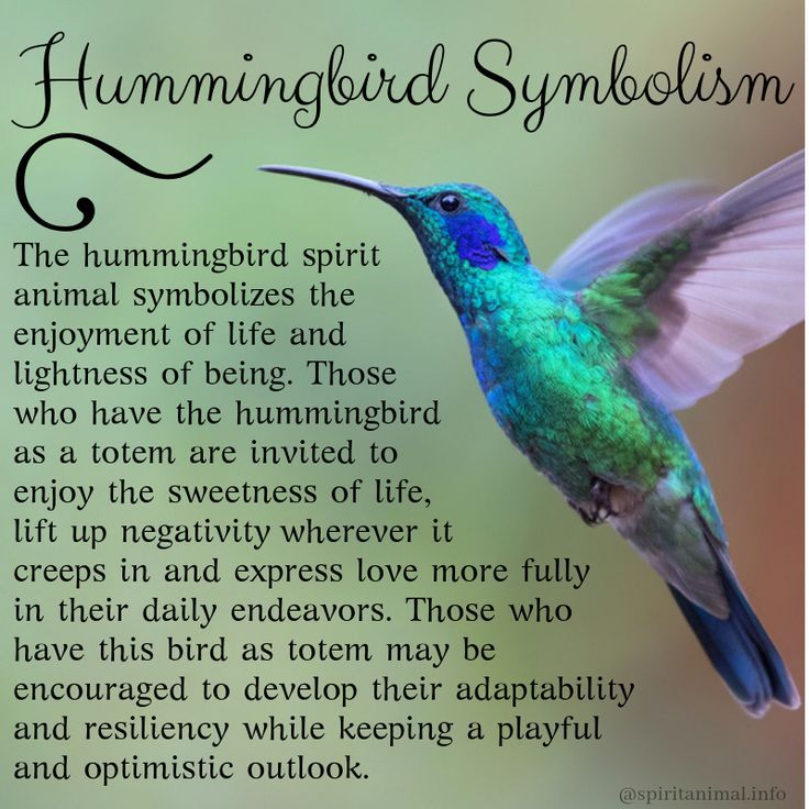 hummingbird totem