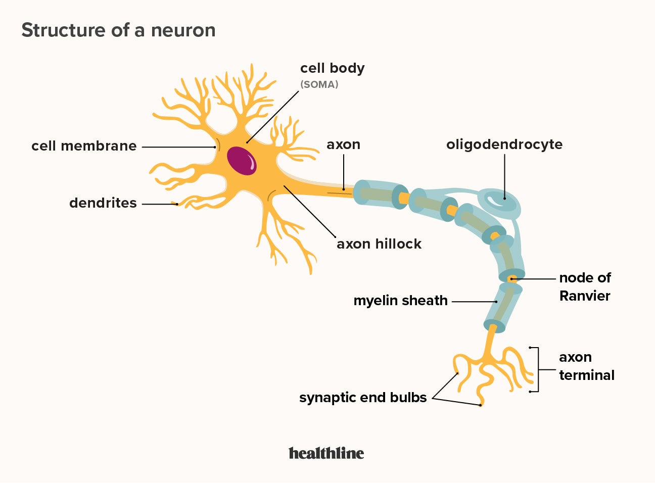 Understanding Neuron Anatomy: Correctly Label the Essential Features