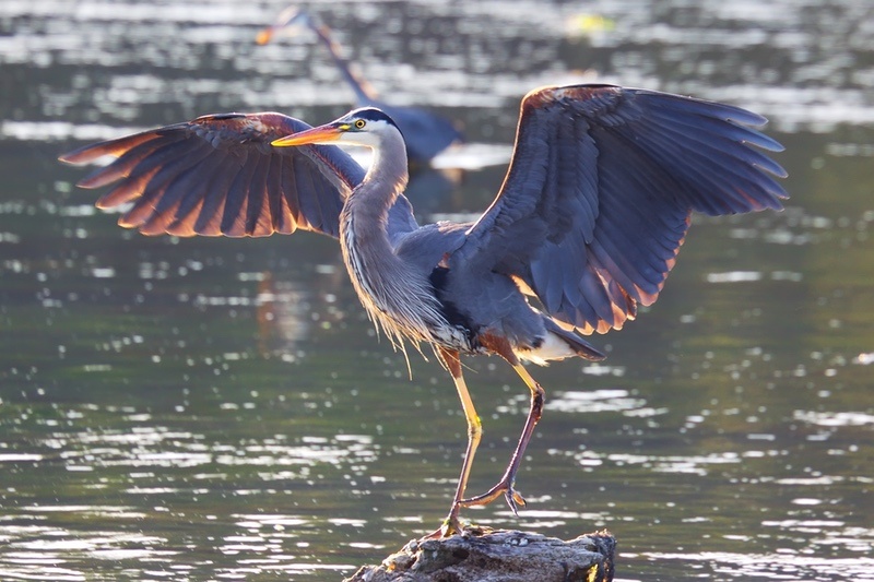 What Does the Blue Heron Totem Mean? Spiritual Symbolism and Key Traits Explained