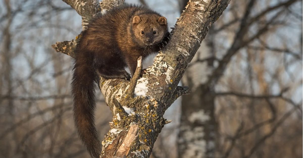 Fisher Cat Totem: Symbolism, Traits, and Cultural Significance