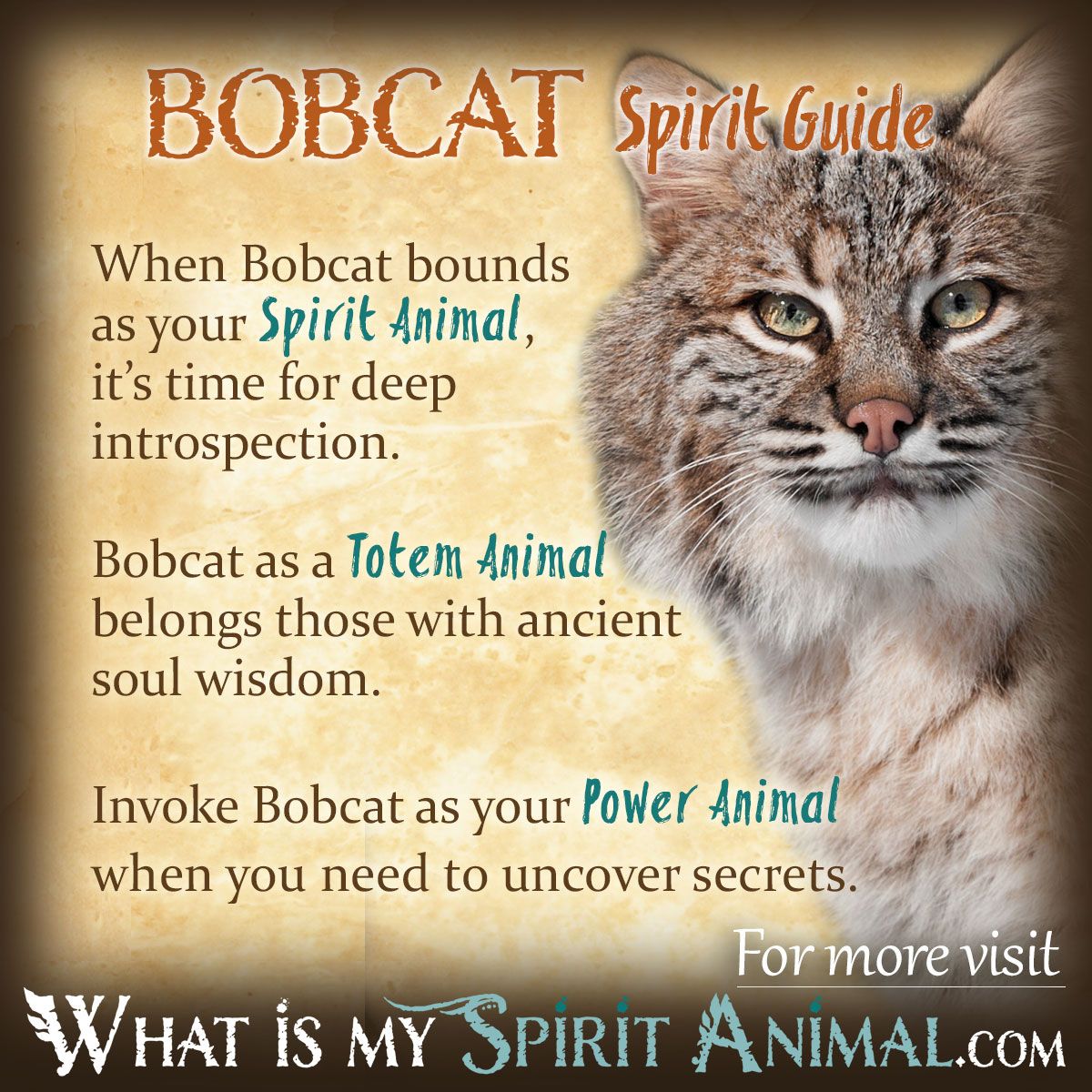 Bobcat Animal Totem: Unveiling Its Power and Wisdom