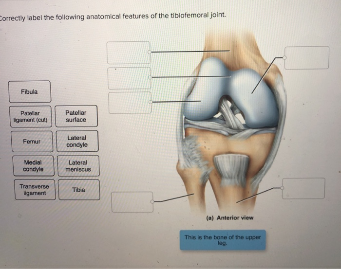 Learn to Correctly Label the Following Anatomical Features of the Tibiofemoral Joint with Ease.