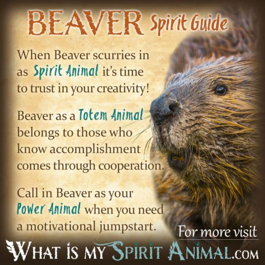 Animal Totem Beaver: How to Connect With It? Simple Tips to Embrace Its Energy!