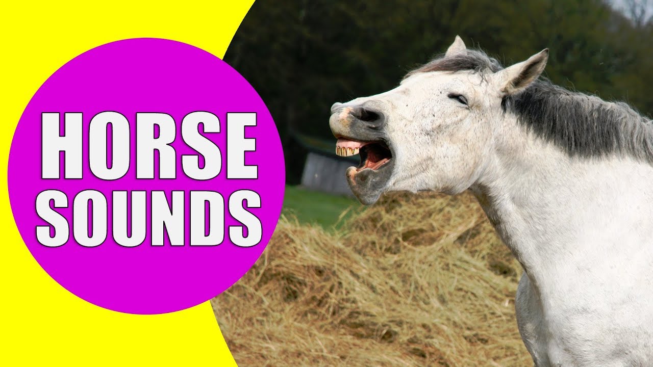 Do Horses Whinny When They Run? Facts You Should Know