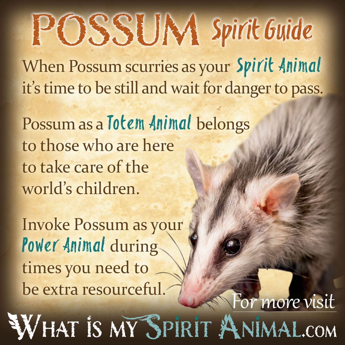 Embrace Change with the Opossum Animal Totem