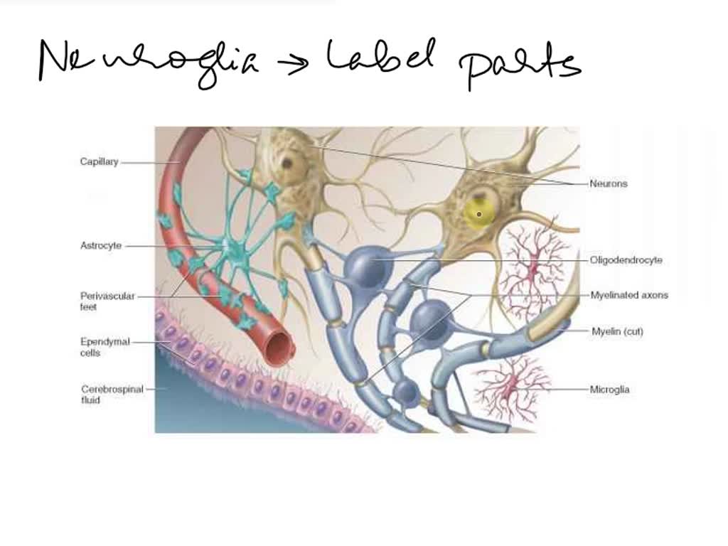 Unlocking Neuroglia:  Tips and Tricks to Correctly Label the Following Anatomical Features