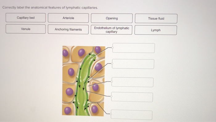 Quick Tips: Correctly Label the Anatomical Features of Lymphatic Capillaries