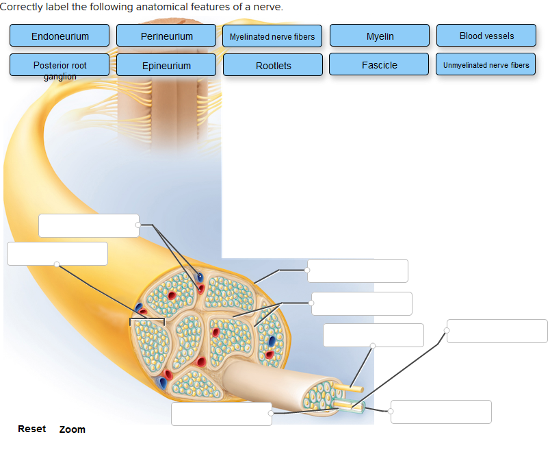 How to Correctly Label the Following Anatomical Features of a Nerve? A Simple Guide.