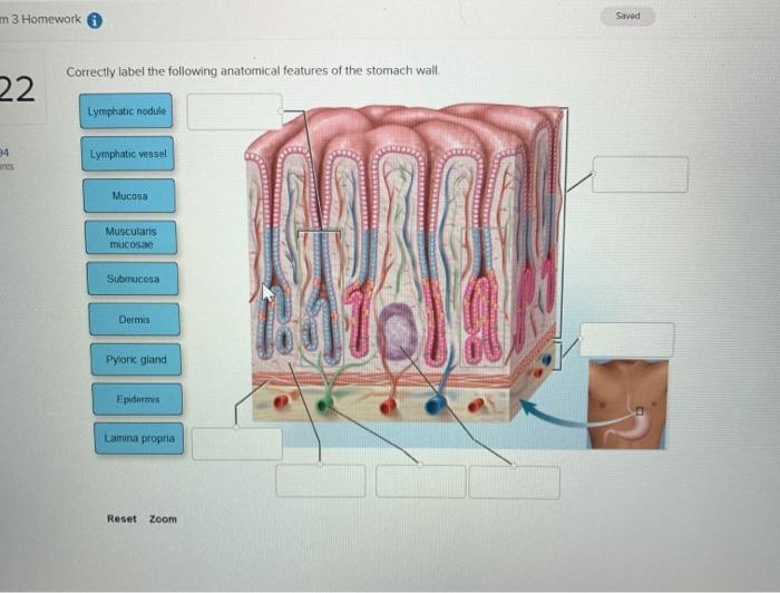 Tips and Tricks to Correctly Label the Following Anatomical Features of the Stomach