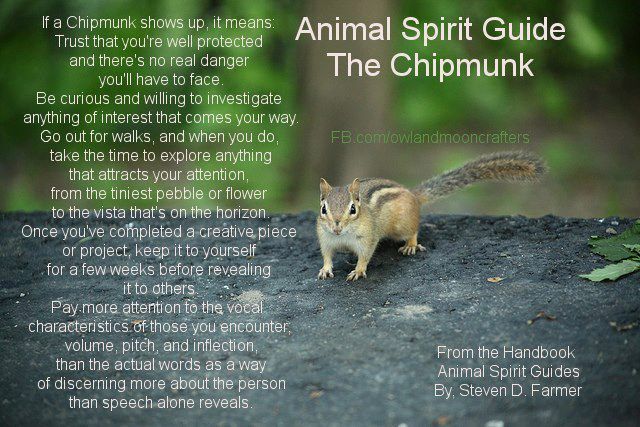 Animal Totem Chipmunk: A Guide to Its Meanings