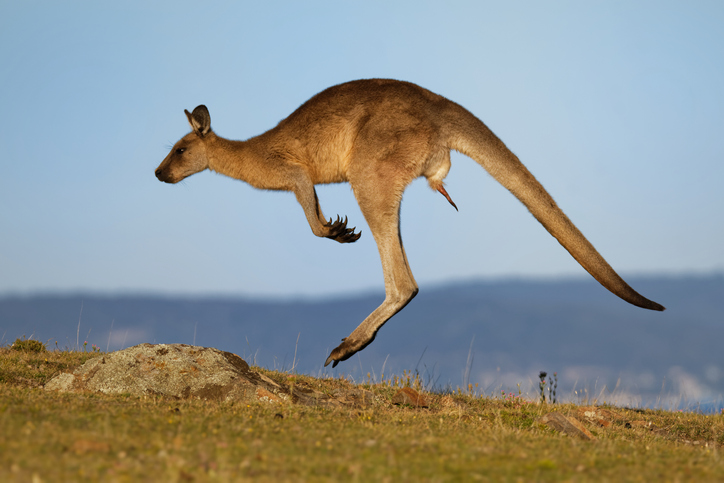 Kangaroo Animal Totem Symbolism: Jumping to New Heights