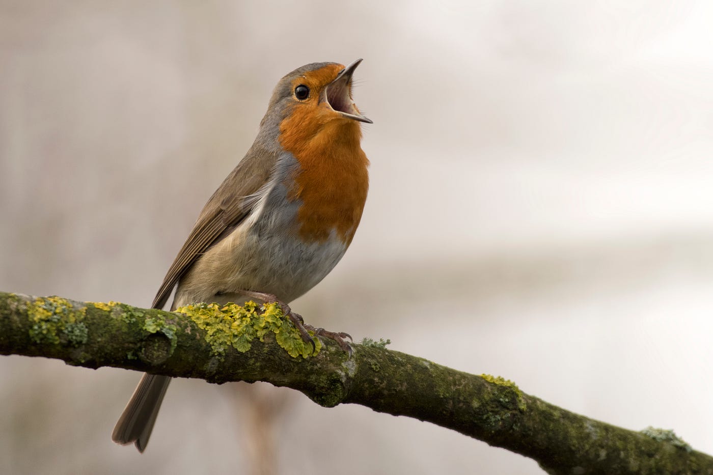 Robin totem meaning revealed (discover the spiritual significance of this bird)