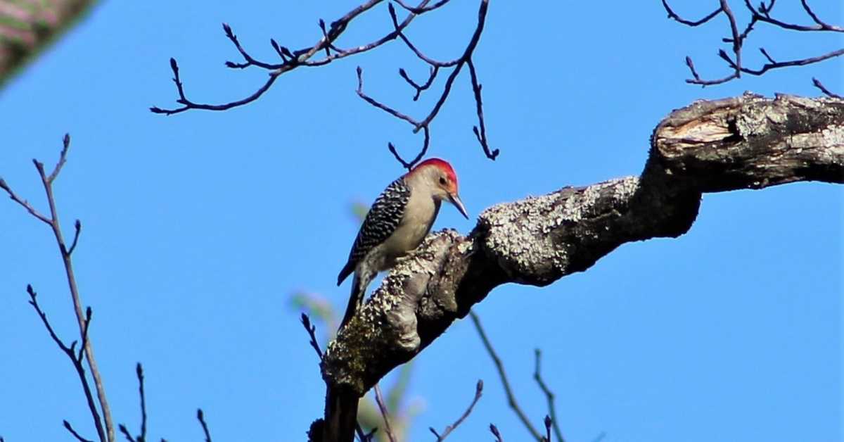 Woodpecker Animal Totem: Lessons and Messages for Your Life