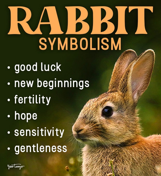 What is Rabbit Totem Animal Meaning? Discover the Secrets Behind this Powerful Animal Symbol Now