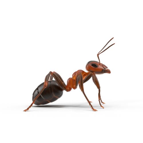 Discovering Your Animal Totem Ant: Easy Ways to Connect with Ants.