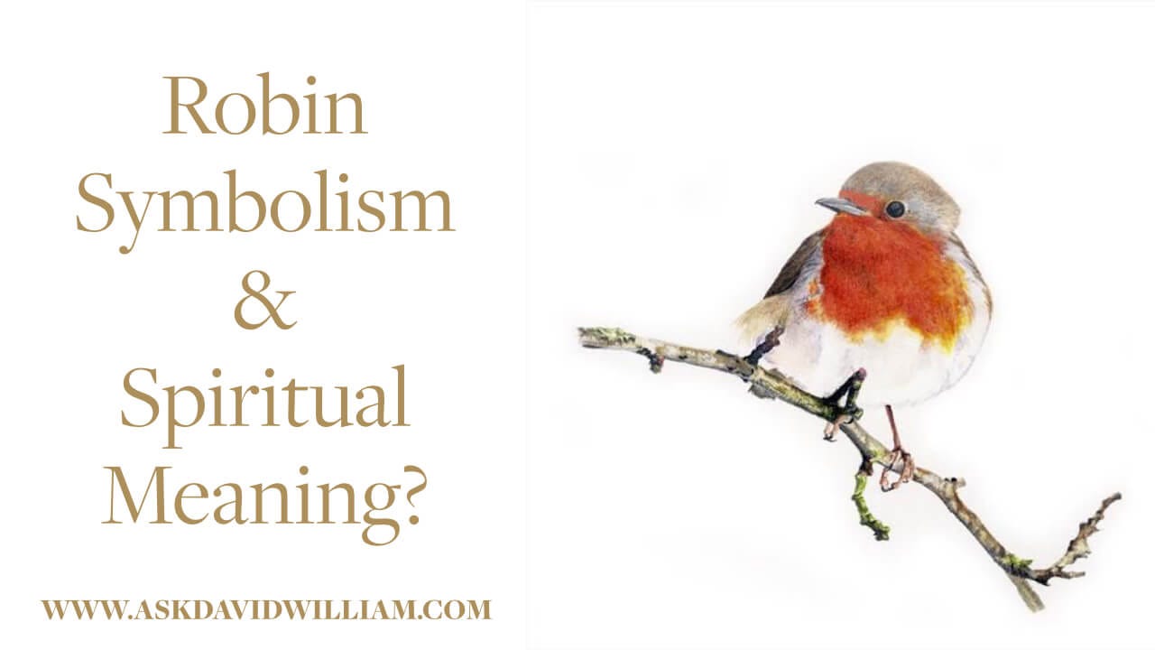 Robin totem meaning revealed (discover the spiritual significance of this bird)