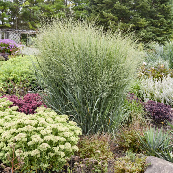 Totem Pole Panicum Problems: Troubleshooting Common Issues